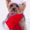 Forum Novelties Santa Hat And Scarf Set For Dogs And Cats 2 Forum Novelties Santa Hat And Scarf Set For Dogs And Cats -Forum Novelties Sales 61zgZ2IUAiL. AC UY741